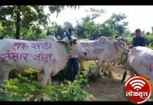 ११३ गावात साजरा झाला दारूमुक्त पोळा