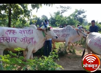 ११३ गावात साजरा झाला दारूमुक्त पोळा