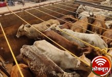 कत्तलीसाठी जनावरे विक्रीस नेणाऱ्या आरोपी विरुध्द कारवाई : ५२ जनावरांची मुक्तता – दोन ट्रकसह मुद्देमाल जप्त