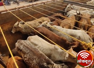 कत्तलीसाठी जनावरे विक्रीस नेणाऱ्या आरोपी विरुध्द कारवाई : ५२ जनावरांची मुक्तता – दोन ट्रकसह मुद्देमाल जप्त