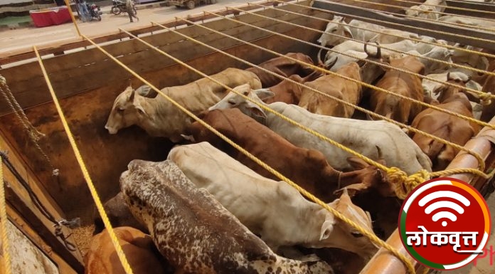 कत्तलीसाठी जनावरे विक्रीस नेणाऱ्या आरोपी विरुध्द कारवाई : ५२ जनावरांची मुक्तता – दोन ट्रकसह मुद्देमाल जप्त