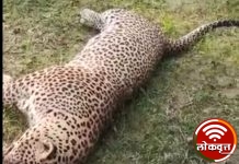 लेखा येथे आढळला मुतावस्थेत बिबट्या