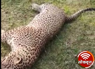 लेखा येथे आढळला मुतावस्थेत बिबट्या