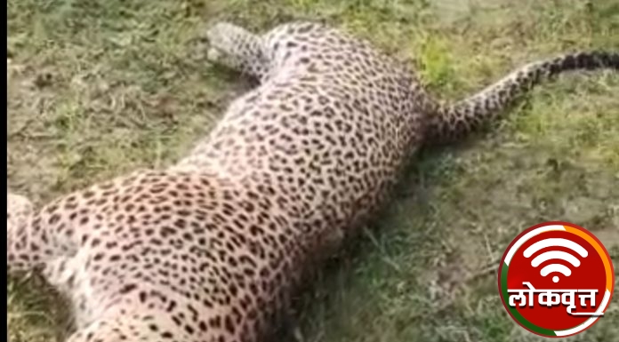 लेखा येथे आढळला मुतावस्थेत बिबट्या