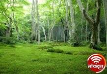 वनहक्काचे जंगल आले धोक्यात : वनसंवर्धन नियम २०२२ च्या विरोधात संघर्ष करा