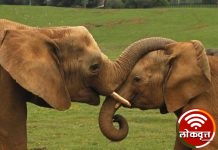 गडचिरोली जिल्ह्यातील पातानील येथील हत्तीचे गुजरात ला स्थालांतर