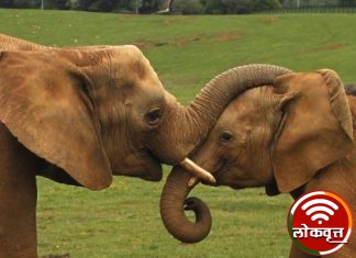 गडचिरोली जिल्ह्यातील पातानील येथील हत्तीचे गुजरात ला स्थालांतर