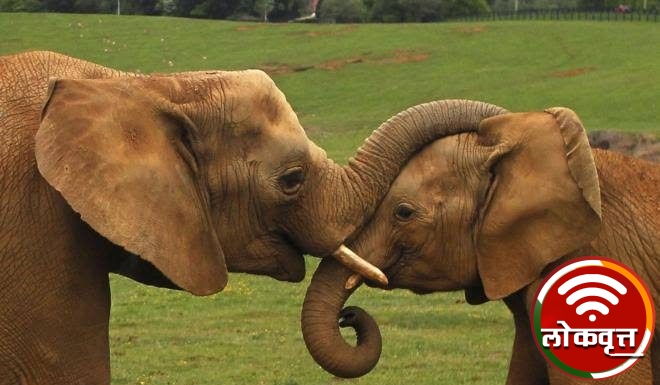 गडचिरोली जिल्ह्यातील पातानील येथील हत्तीचे गुजरात ला स्थालांतर