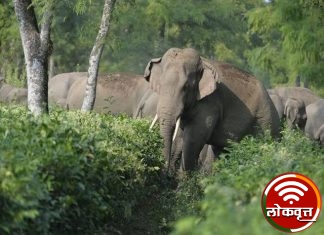 गडचिरोलीच्या जंगलातील रानटी हत्तींचा तातडीनं बंदोबस्त करा :-आमदार डॉ. होळी