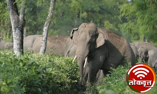 गडचिरोली : हत्तीचा हल्लात, एकजण गंभीर जखमी