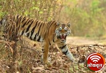 वाघाचा हल्लात शेतकरी महिला गंभीर जखमी