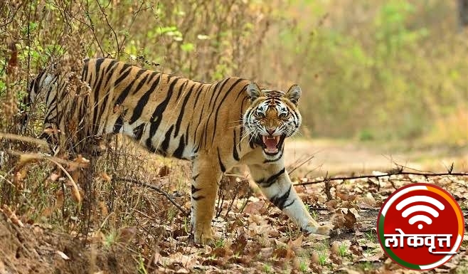 वाघाच्या हल्लात गुराखी ठार