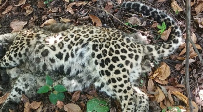 गडचिरोली वनपरिक्षेत्रात बिबट आढळला मृत्युअवस्थेत