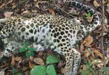 गडचिरोली वनपरिक्षेत्रात बिबट आढळला मृत्युअवस्थेत