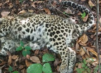 गडचिरोली वनपरिक्षेत्रात बिबट आढळला मृत्युअवस्थेत