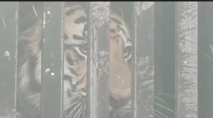 गडचिरोली: सिटी 1 वाघाला जेरबंद करण्यास वनविभागाला मोठा यंश