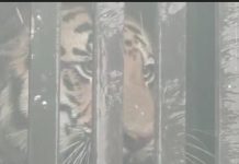 गडचिरोली: सिटी 1 वाघाला जेरबंद करण्यास वनविभागाला मोठा यंश