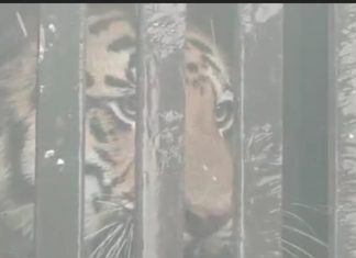 गडचिरोली: सिटी 1 वाघाला जेरबंद करण्यास वनविभागाला मोठा यंश