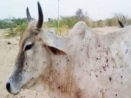 लम्पी आजाराची गडचिरोली जिल्हयात लागण