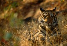 वाघाच्या हल्यात शेळी ठार, नागरिक दहशतीत