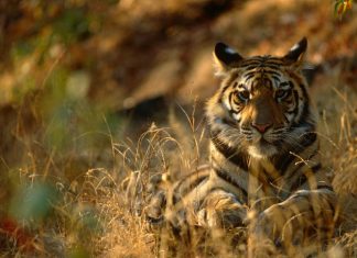 वाघाच्या हल्यात शेळी ठार, नागरिक दहशतीत
