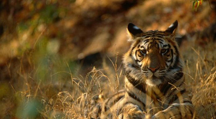 वाघाच्या हल्यात शेळी ठार, नागरिक दहशतीत