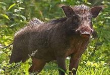 जंगली डुकराच्या हल्ल्यात महिला जखमी.