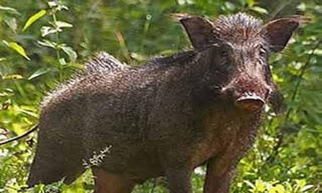 जंगली डुकराच्या हल्ल्यात महिला जखमी.