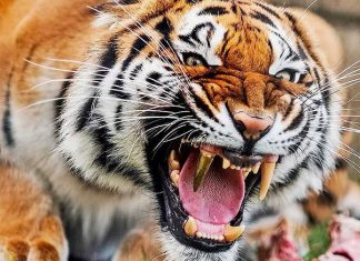 सावली तालुक्यात वाघाचा हल्ला ; शेतकरी ठार, परिसरात भीतीचे वातावरण