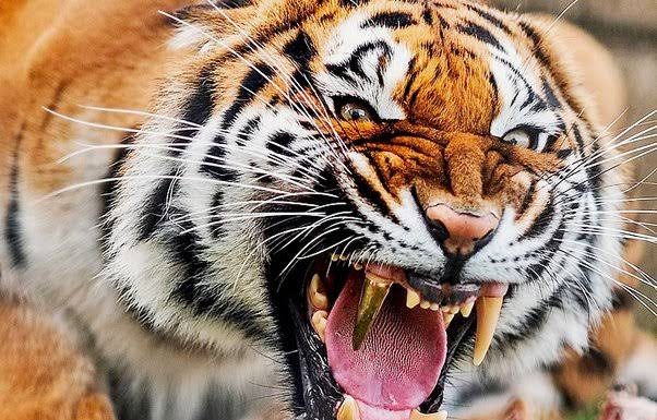 गडचिरोली: वाघाच्या हल्यात महिला ठार