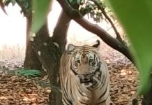 गडचिरोली : अखेर त्या वाघिणीला वनविभागाने केले जेरबंद