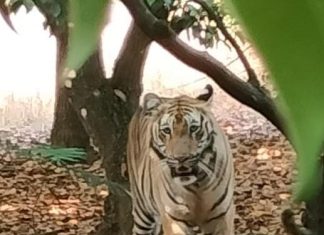 गडचिरोली : अखेर त्या वाघिणीला वनविभागाने केले जेरबंद