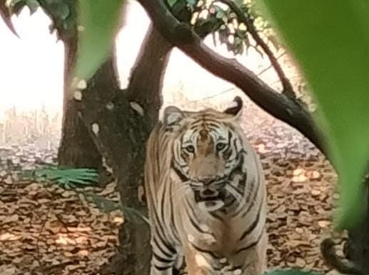 गडचिरोली : अखेर त्या वाघिणीला वनविभागाने केले जेरबंद