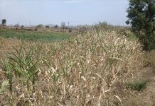 जिवती तालुक्यातील पातरगुडा येतील थ्री फेज वीज पुरवठा सूरळीत करा