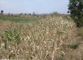 जिवती तालुक्यातील पातरगुडा येतील थ्री फेज वीज पुरवठा सूरळीत करा