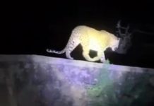 मुकणे गावांत बिबट्याच दर्शन