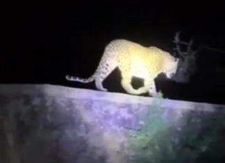 मुकणे गावांत बिबट्याच दर्शन