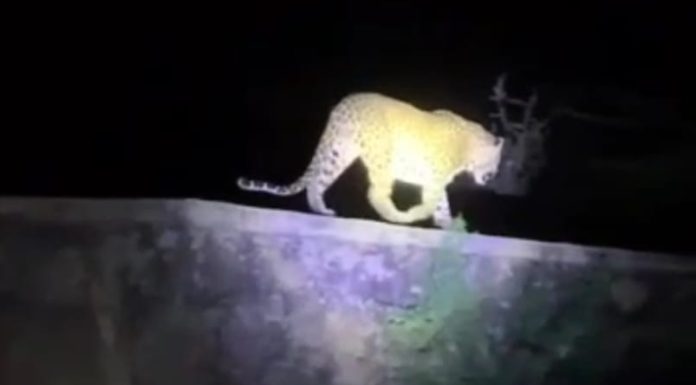 मुकणे गावांत बिबट्याच दर्शन