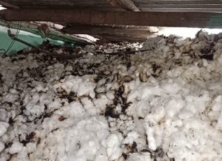 कोरपना: शार्ट सर्किट मुळे कापसाला आग