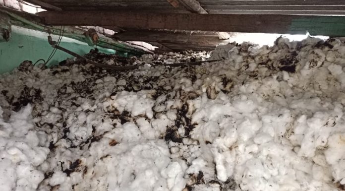 कोरपना: शार्ट सर्किट मुळे कापसाला आग