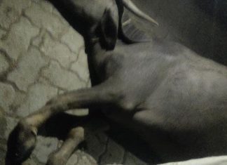 भरधाव अज्ञात ट्रक च्या धडकेत तीन म्हशी ठार तर एक गंभीर