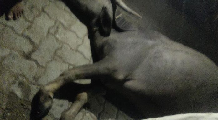 भरधाव अज्ञात ट्रक च्या धडकेत तीन म्हशी ठार तर एक गंभीर