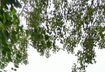 गडचिरोली: रेल्वे मार्गाच्या भराव्याकरिता अवैध मुरूम उत्खनन प्रकरणी २३५ कोटी दंड