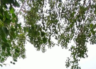 गडचिरोली: रेल्वे मार्गाच्या भराव्याकरिता अवैध मुरूम उत्खनन प्रकरणी २३५ कोटी दंड