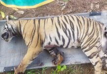 मालवाहक रेल्वे गाडीने वाघीण ठार