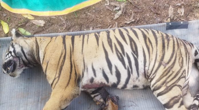 मालवाहक रेल्वे गाडीने वाघीण ठार