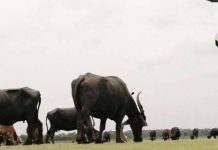 गडचिरोली जिल्हयात १ सप्टेंबरपासून पशुगणना