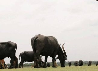 गडचिरोली जिल्हयात १ सप्टेंबरपासून पशुगणना