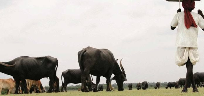 गडचिरोली जिल्हयात १ सप्टेंबरपासून पशुगणना