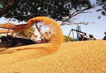 धान खरेदीसाठी ऑनलाईन नोंदणी ३१ डिसेंबरपर्यंत